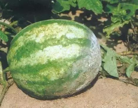 瓜类病害治疗药,瓜类主要病害有哪五条