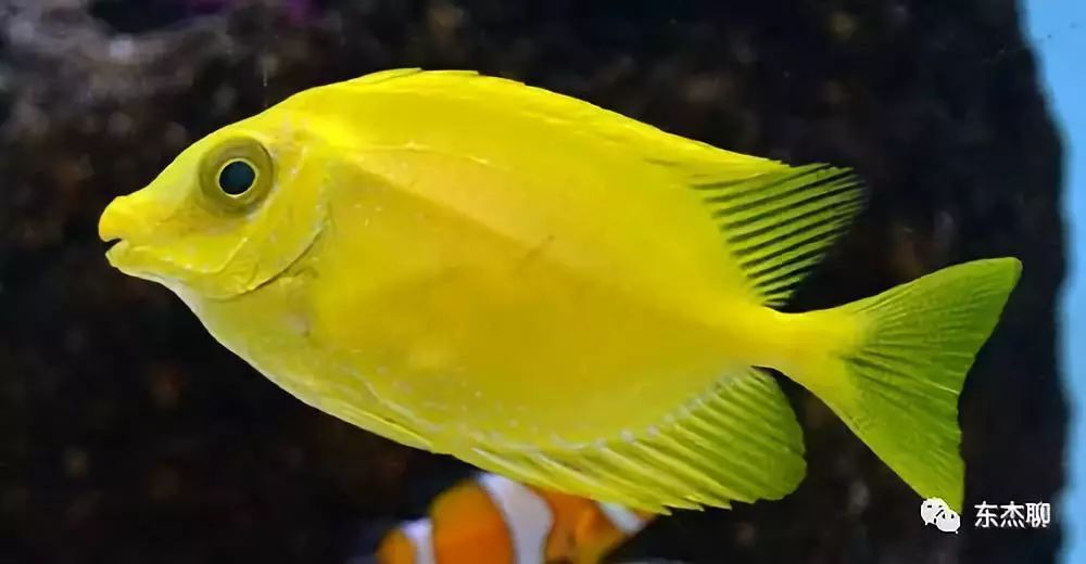 哪些海水鱼可以在淡水中养,哪些海水鱼能释放电压