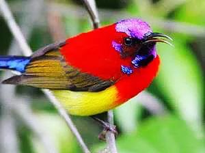 蜂鸟与太阳鸟区别,太阳鸟就是蜂鸟吗