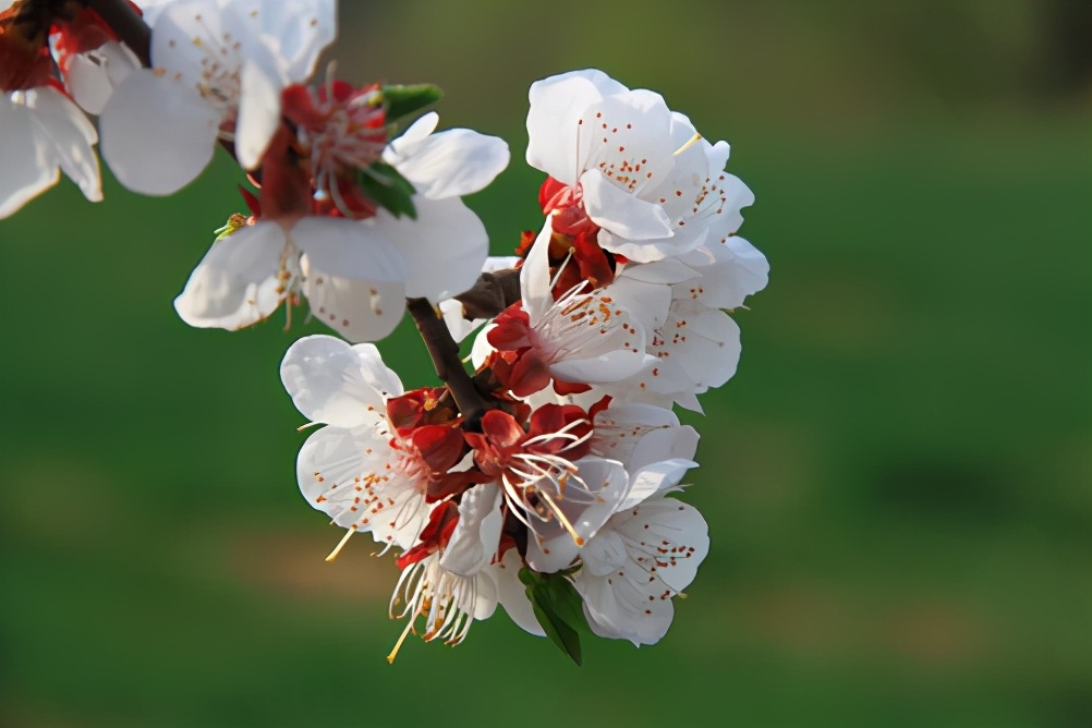 梅李桃樱杏如何区分,梅杏桃李樱梨海棠怎么区分
