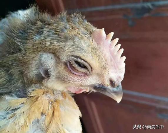 鸡的眼睛肿了是怎么回事呢,大鸡肿眼睛是什么原因