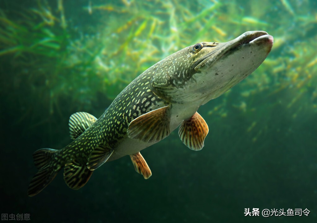 狗鱼的寿命,狗鱼寿命一般多少年