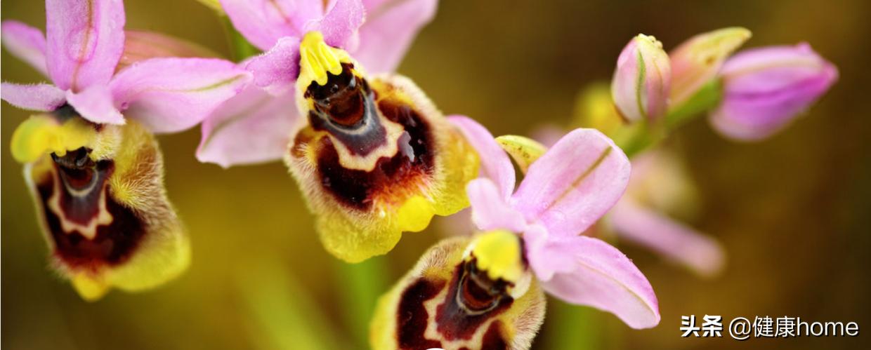 世界上最棒的7个兰花园，没有一个在中国，悲哀