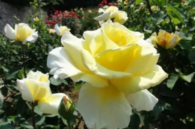 中国十大名花排行哪个是你的最爱,你知道中国十大名花是什么花吗