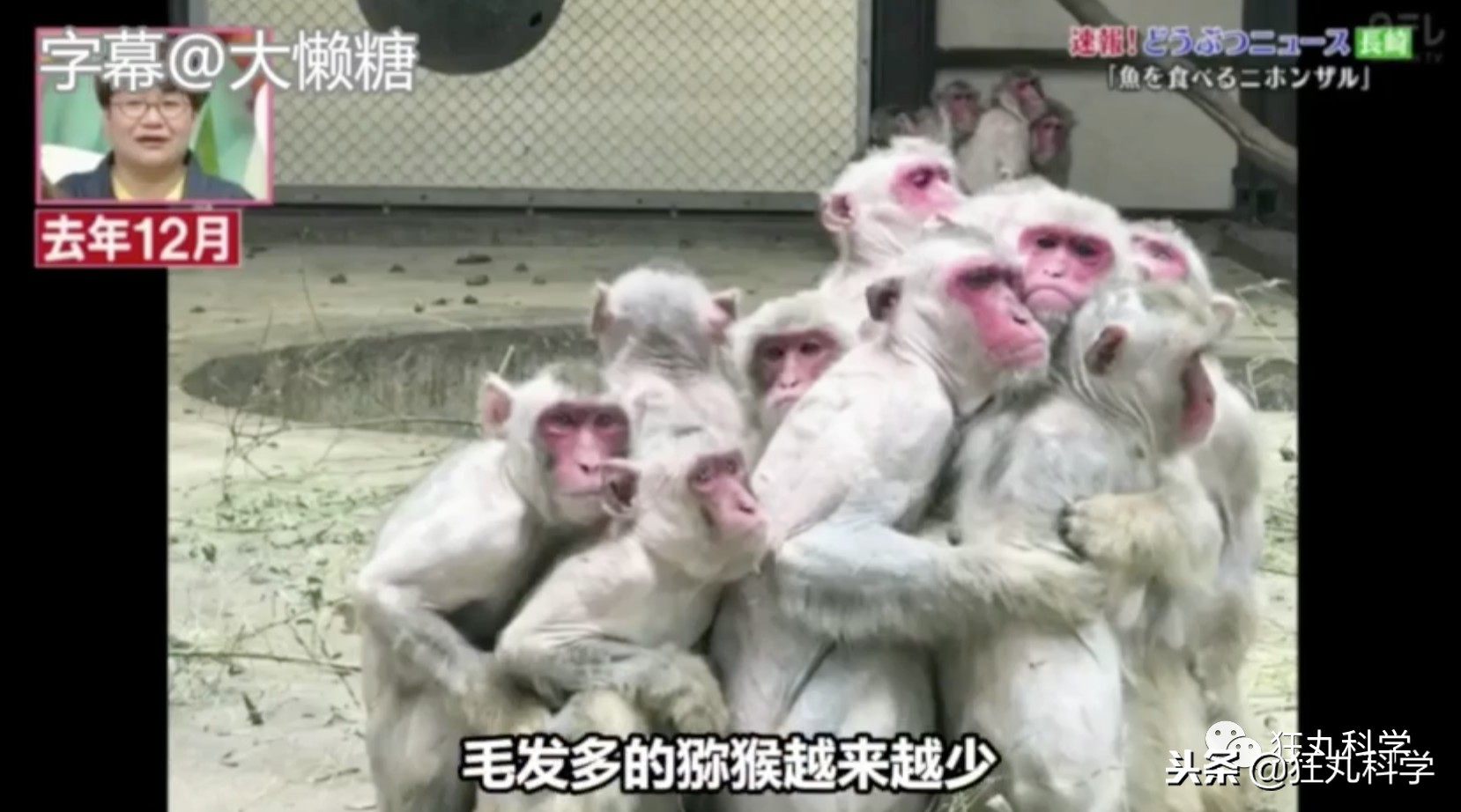 鏃ユ湰鐚村瓙鍚冮奔,鏃ユ湰鐚村瓙绉冨ご鍚冮潚鑺遍奔