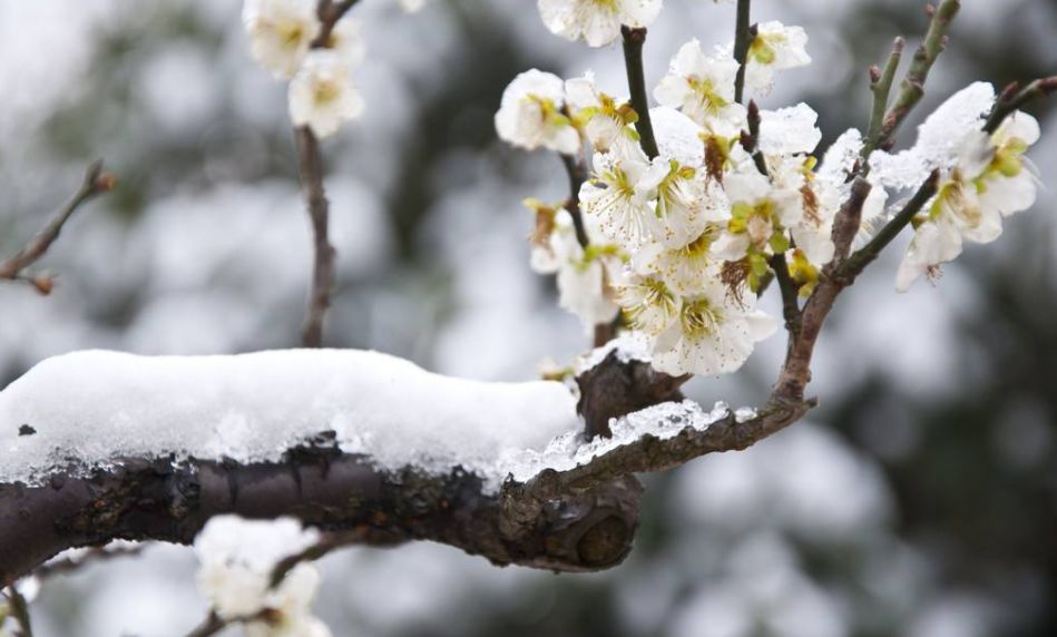 「原创诗词」侯*红庆**|笑傲枝头清骨冷此花不与百花同
