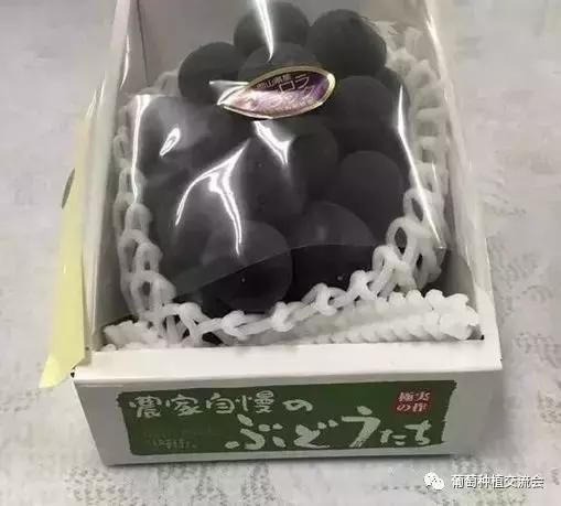 目前最好的葡萄新品种,未来取代阳光玫瑰的葡萄品种