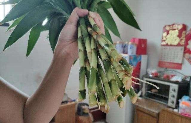 富贵竹怎么才能生根小窍门,富贵竹怎么生根最快最有效