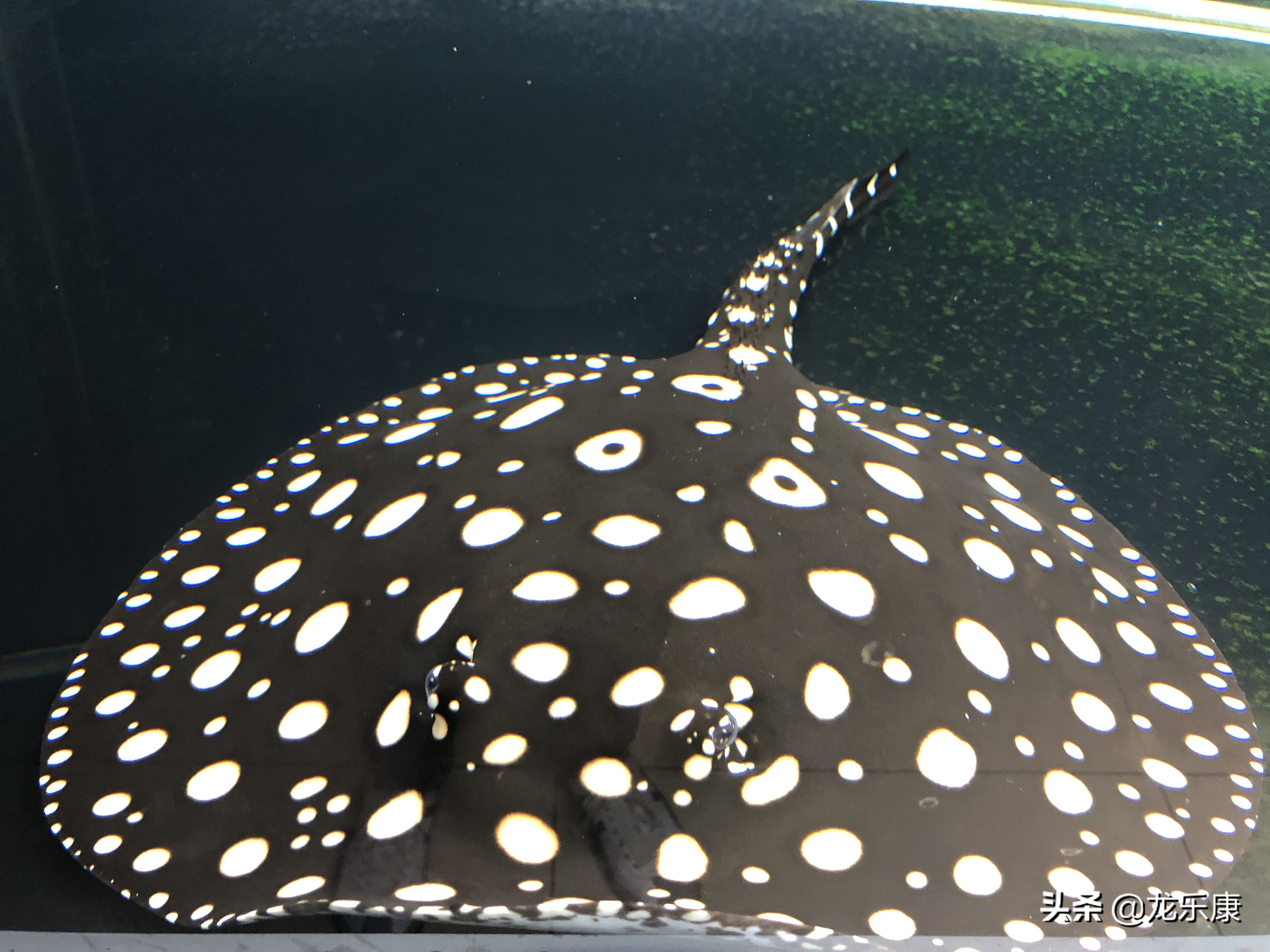 小魟鱼如何治疗,魟鱼病害