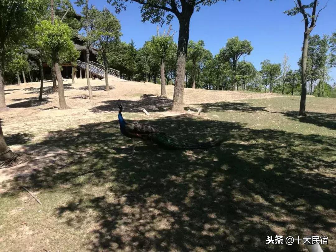 浙江长兴农家乐400元包吃住的民宿,长兴农家乐10月3日到5月三日游