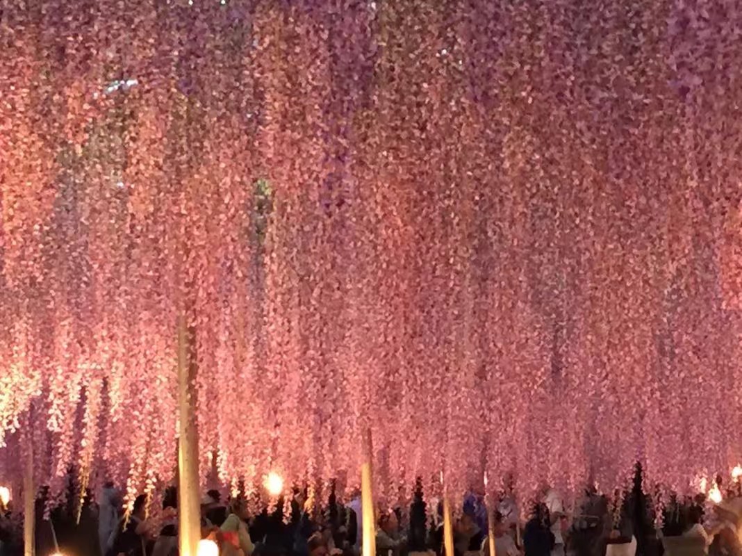 日本眼中的紫藤,最经典的日系紫藤