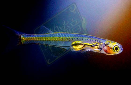 灯鱼草缸造景教程,草缸造景养什么鱼