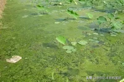 地里的野菜不认识拍照片怎么查,农田常见100种杂草图谱名称及作用