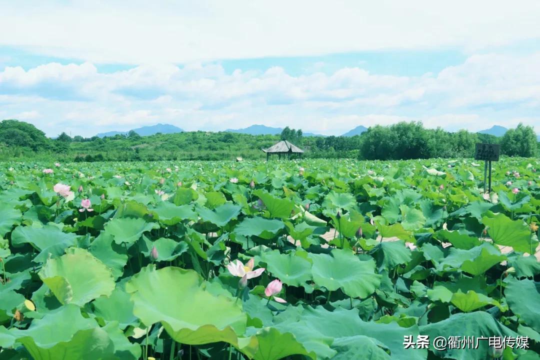 赏荷地图最新版,衢州赏荷