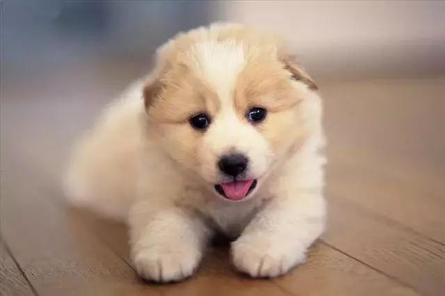 台湾福懋动物医院,福懋动物诊所江南分院