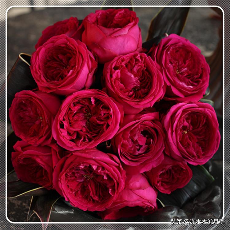 切花大全100种,鲜花大全50种花的花语