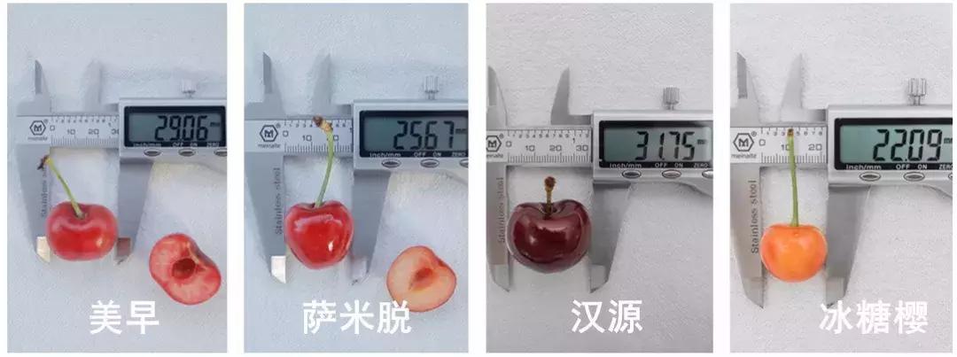 樱桃测评博主,樱桃测评