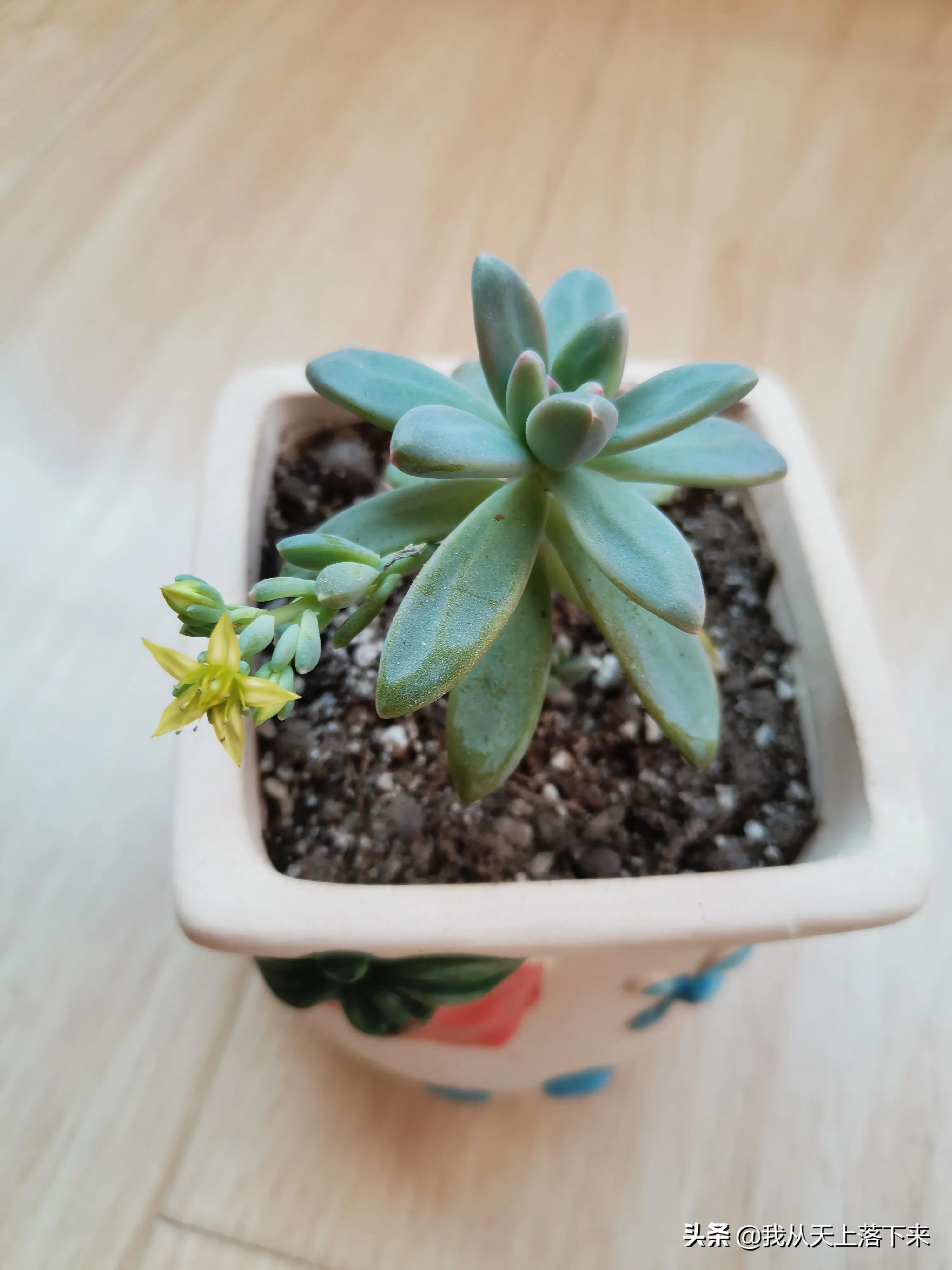 89种常见多肉植物品种图，实物拍摄，还不认识的小伙伴赶紧收藏好