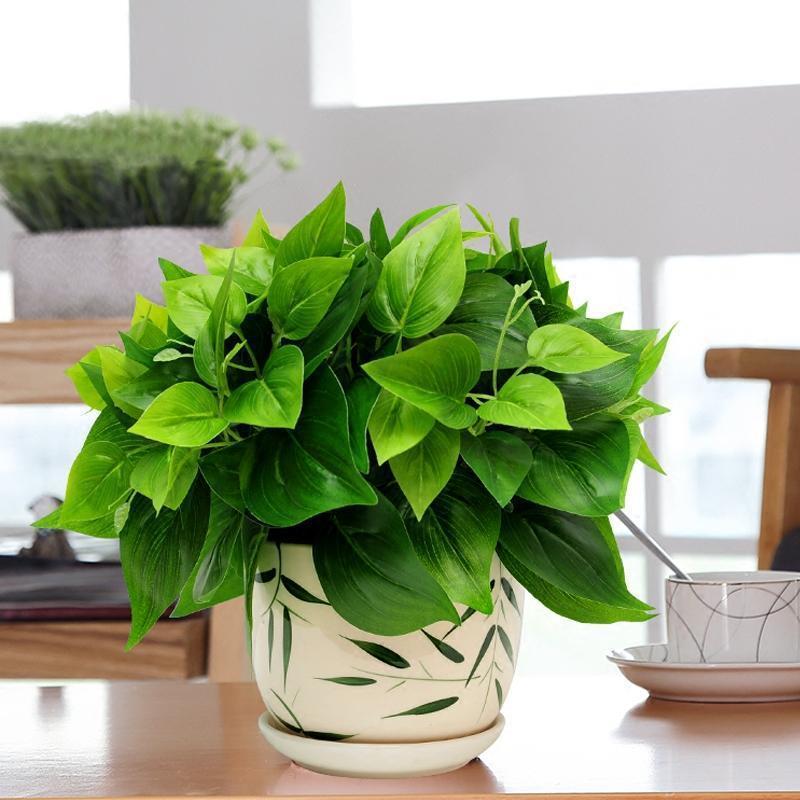 冻的绿萝怎么返青,绿萝返青喷雾