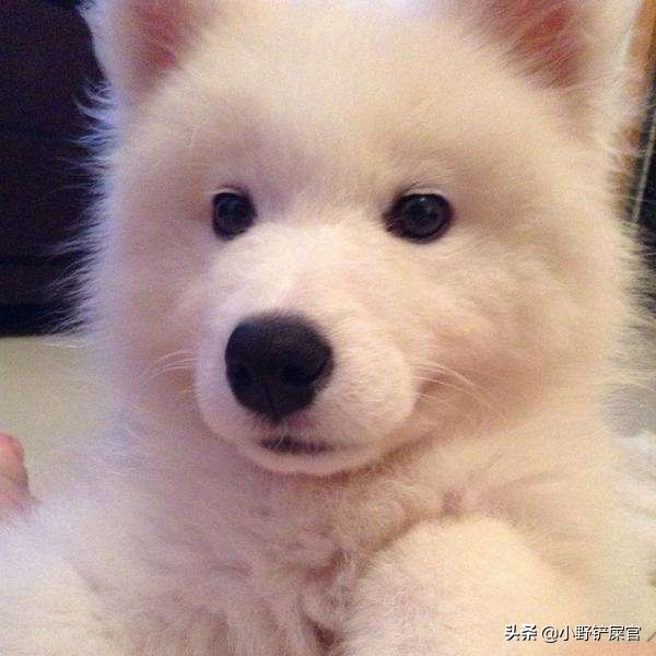 一身白萨摩耶,一身白毛的萨摩耶