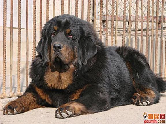 狗狗大全,送给喜欢狗的人）