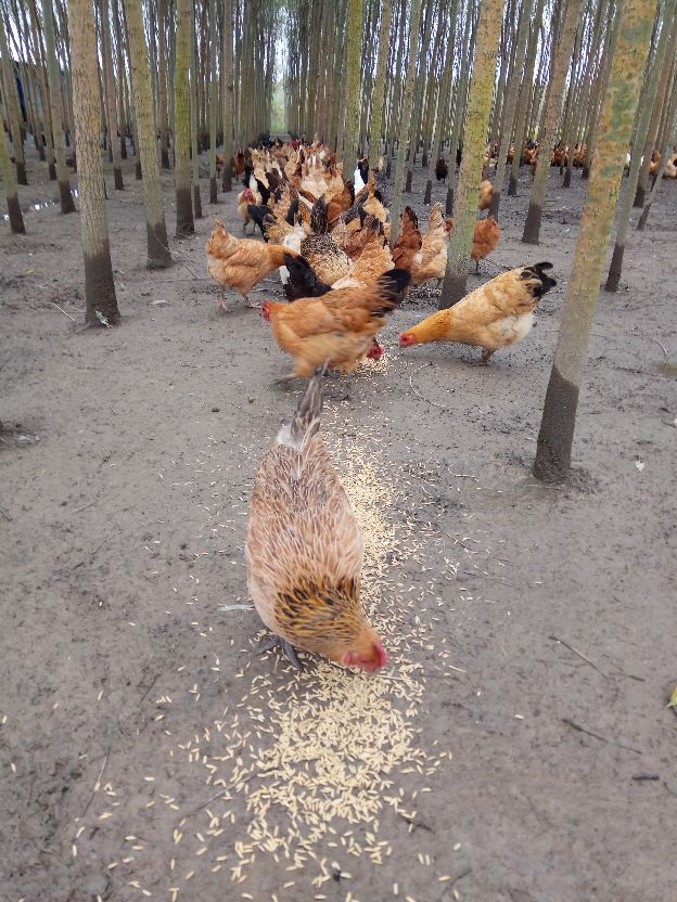 返乡创业农村生活现实记,农村生活与创业之路欢迎进来交流