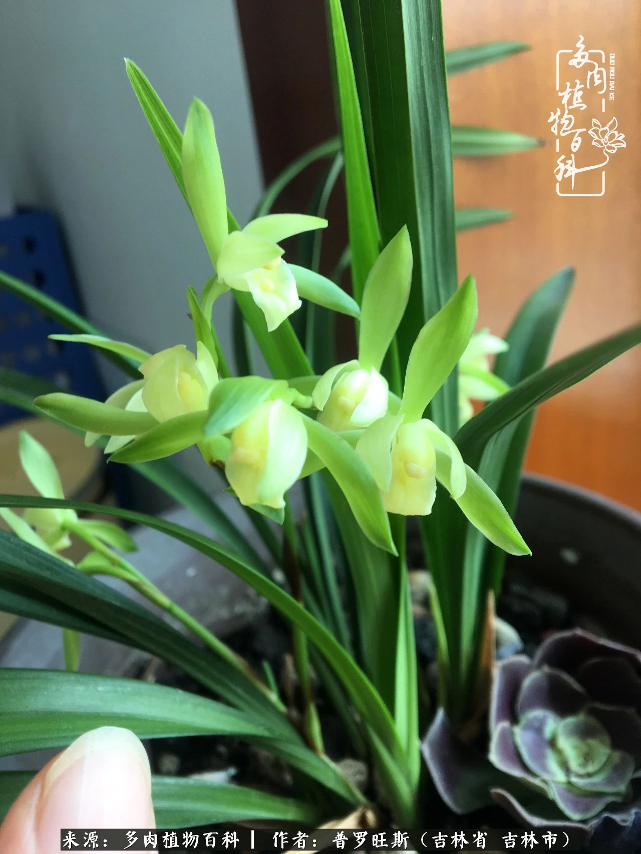 日日勤服侍，日日勤拂拭！服侍花儿，就是拂拭心灵