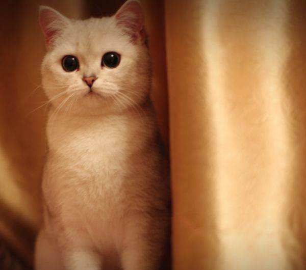 猫咪太瘦怎么办？「科瑞卡科普」