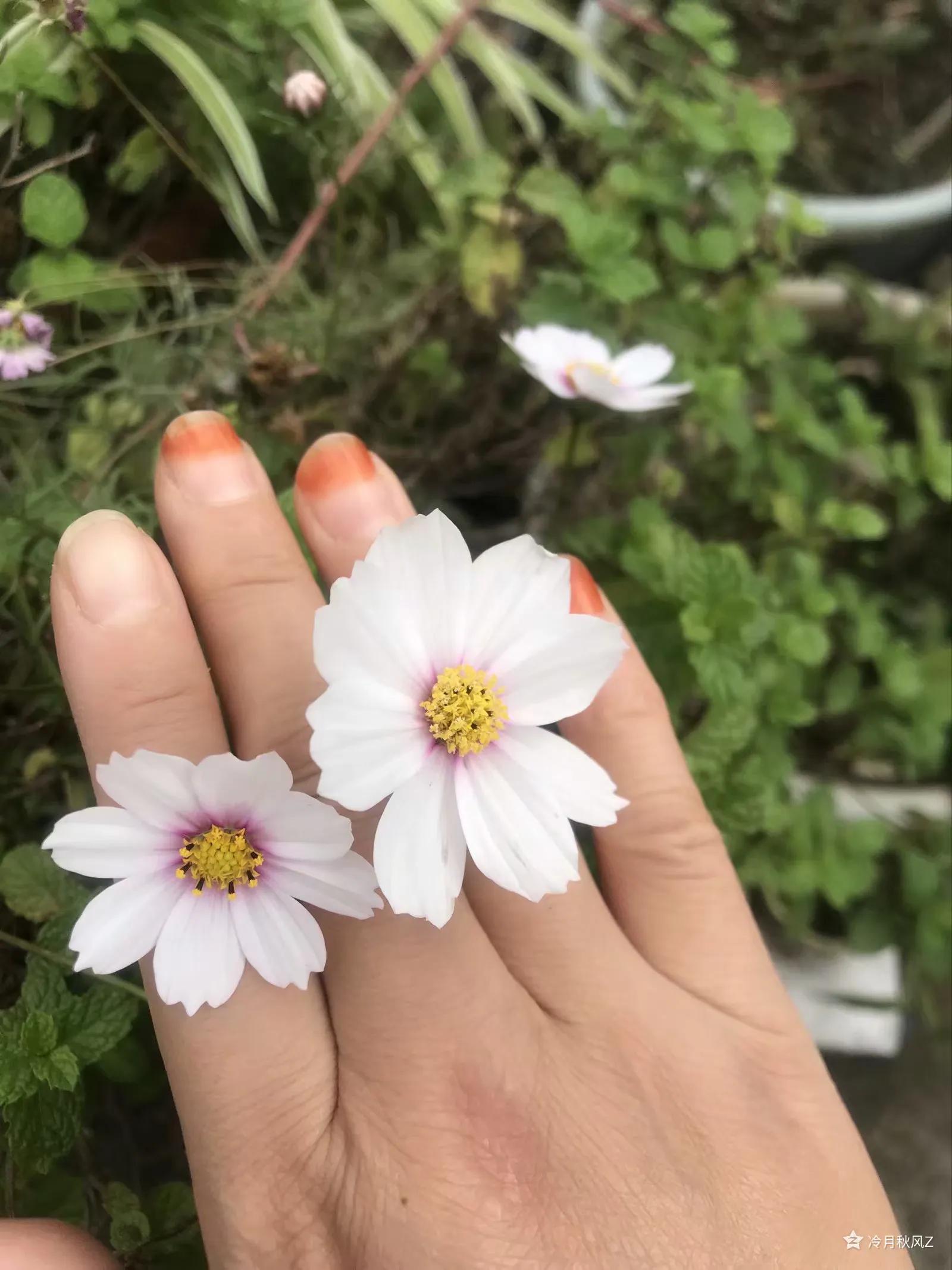 最美的戒指背景图,最美的戒指