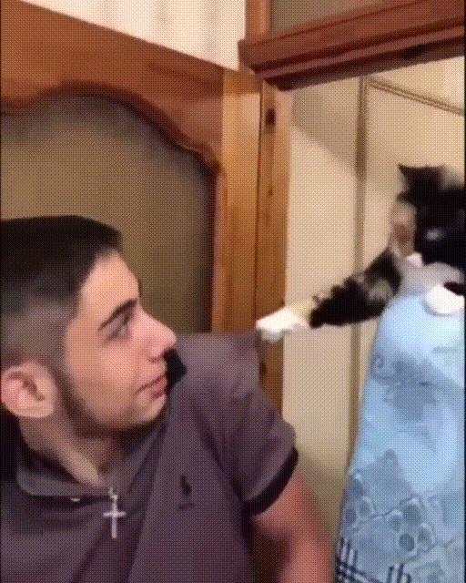 俄罗斯猫敢惹吗,俄罗斯猫有多凶猛