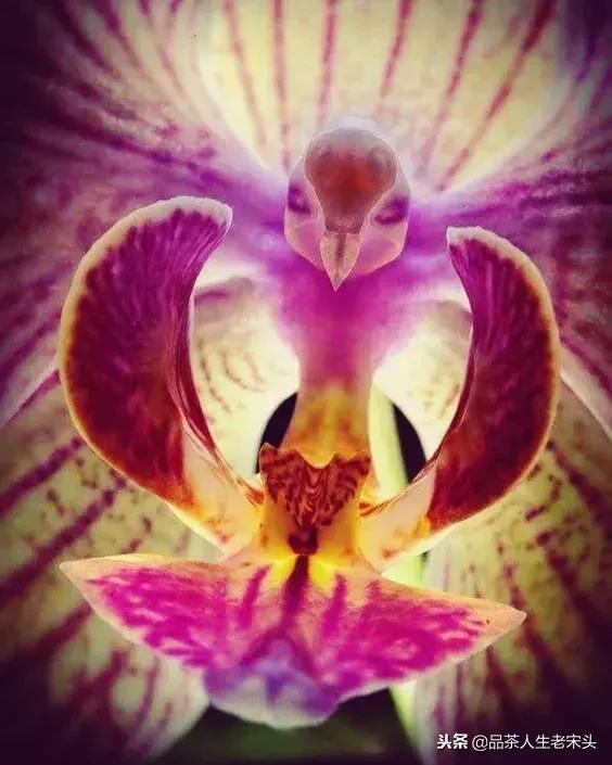 最新世界十大“怪”，最后一个太绝了！