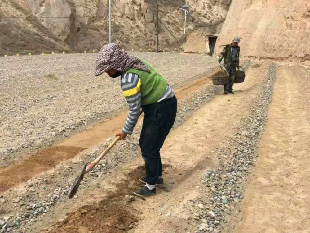 禁种戈壁西瓜的原因,戈壁西瓜为什么禁种