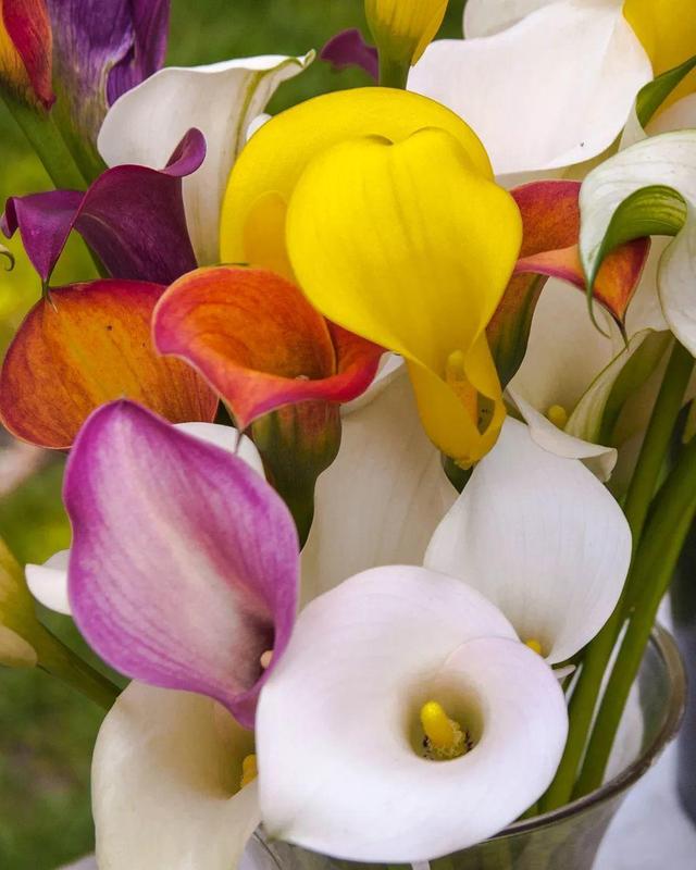 马蹄莲养殖方法马蹄莲有毒吗,马蹄莲滴水观音的养殖方法