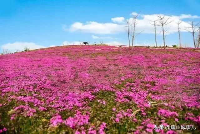 我叫唐山！请您听我说……