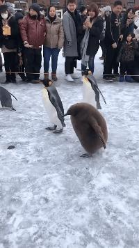 搞笑GIF段子:.我的小萝莉呢?你还我的小萝莉