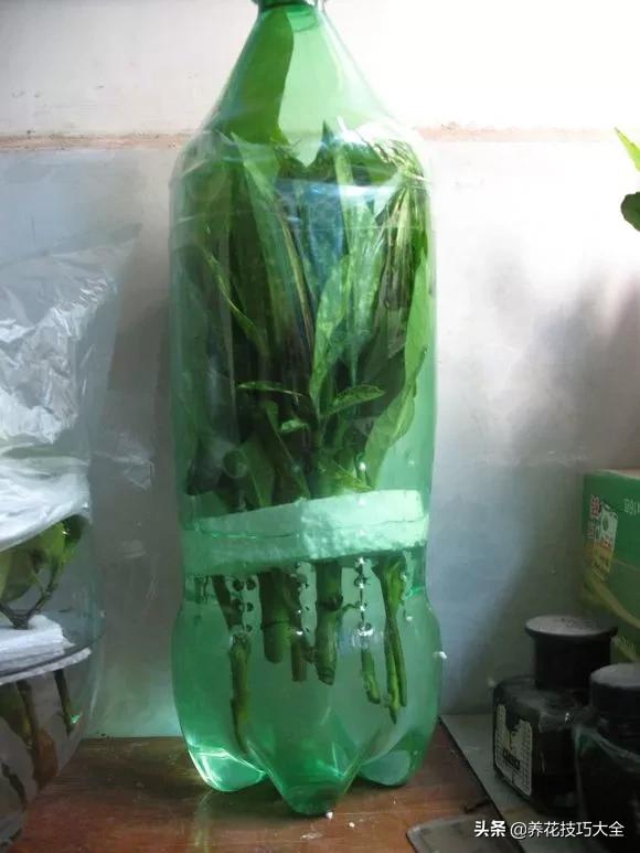 1个塑料瓶，繁殖出10盆栀子花，成活率高，新手也能玩