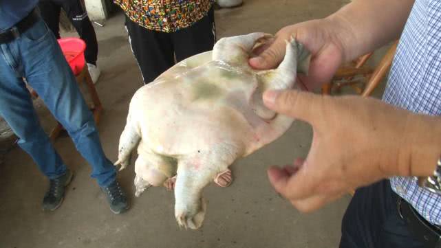 甲鱼每天都死亡是缺氧吗,甲鱼大量死亡怎么办