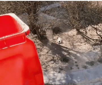 好心人捡到了一只小奶狗,人工喂养泰迪小奶狗