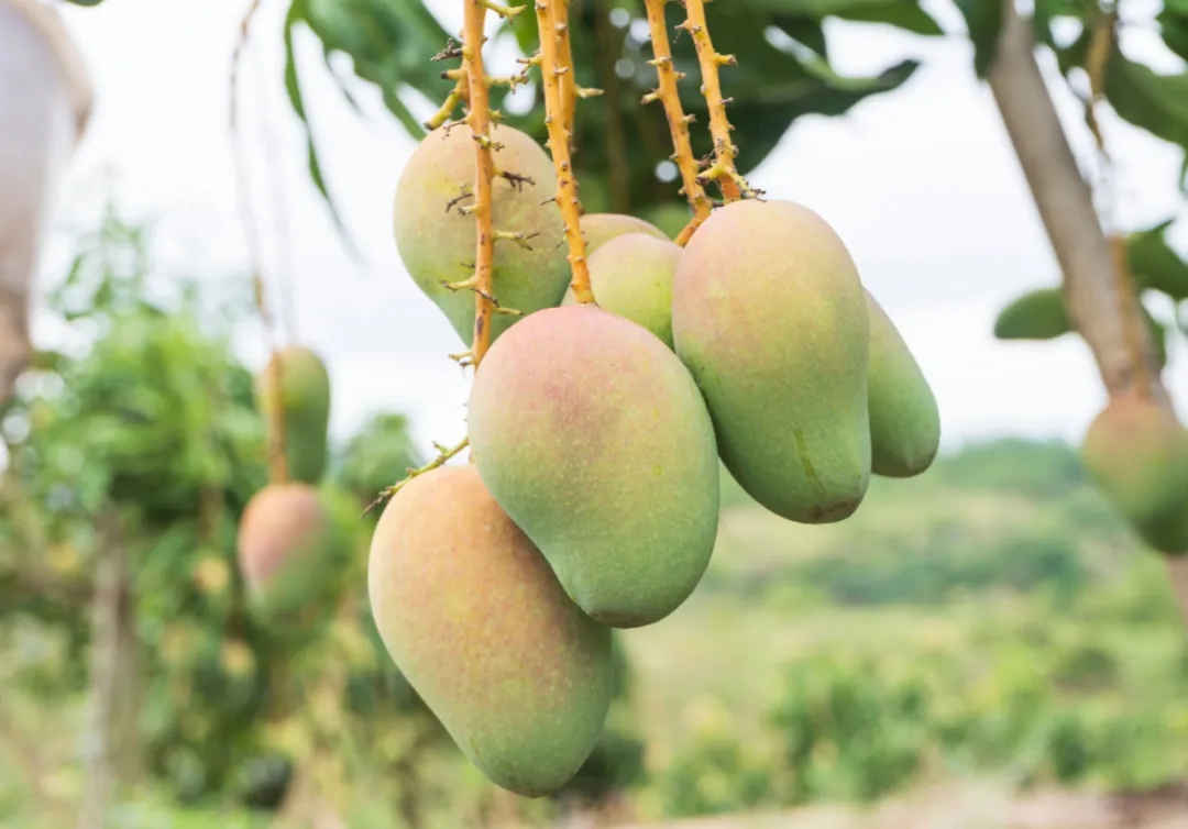 疫情防控造成红薯滞销,疫情突如其来农产品滞销