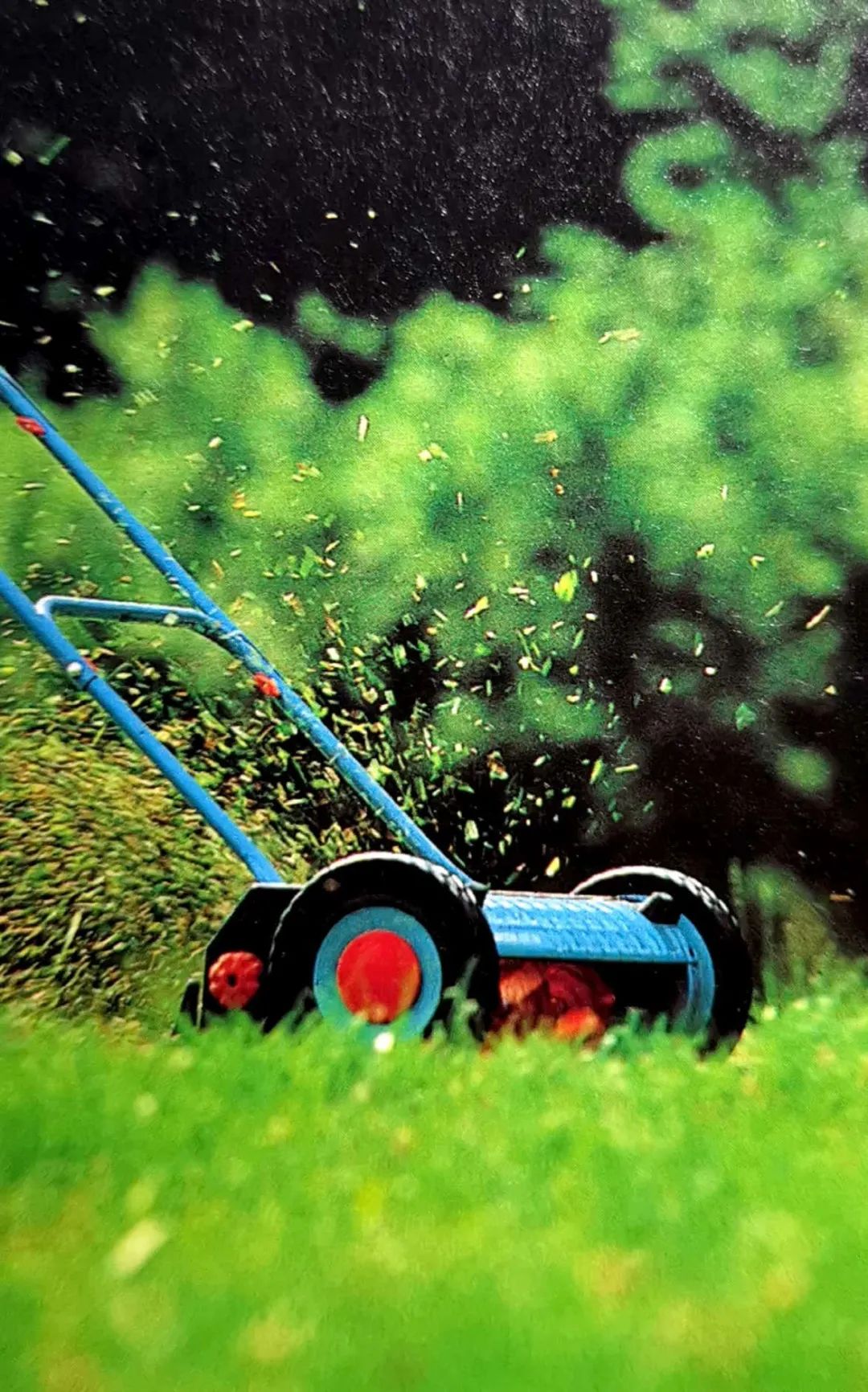 精心打理草坪,草坪该如何养护管理