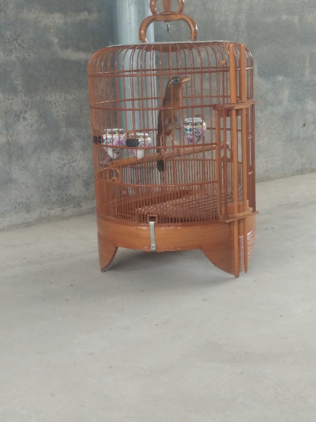 画眉鸟打架受伤的视频,画眉鸟打斗受伤管理方法