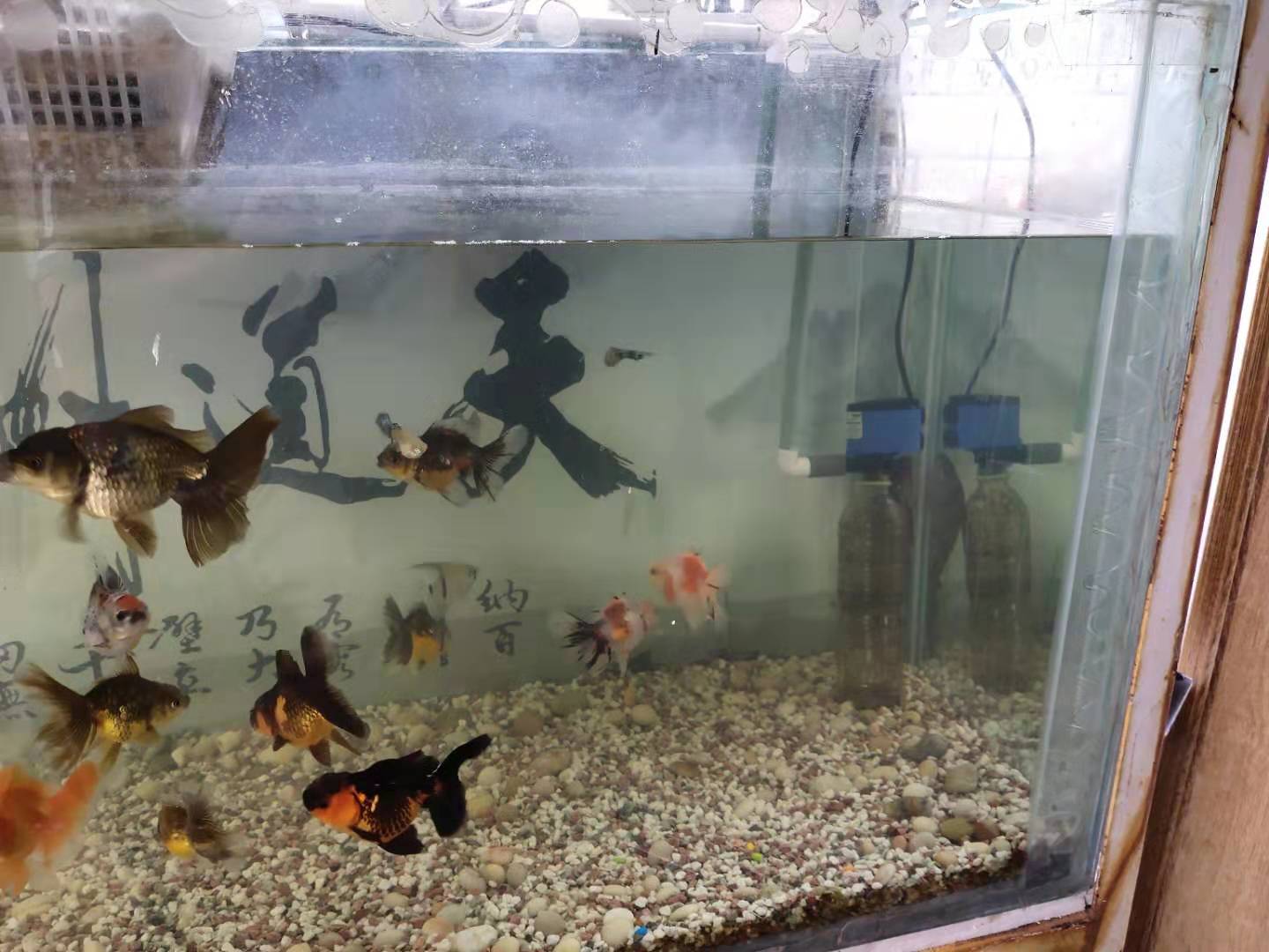 玻璃鱼缸漏水最简单的修补方法,鱼缸过滤网漏水冲击水面怎么回事