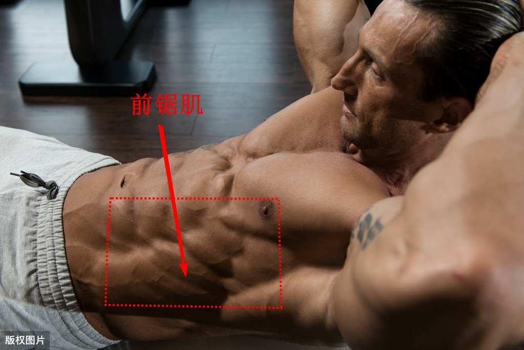 手臂肌肉分布图前锯肌,前锯肌劳损会导致手臂酸痛吗