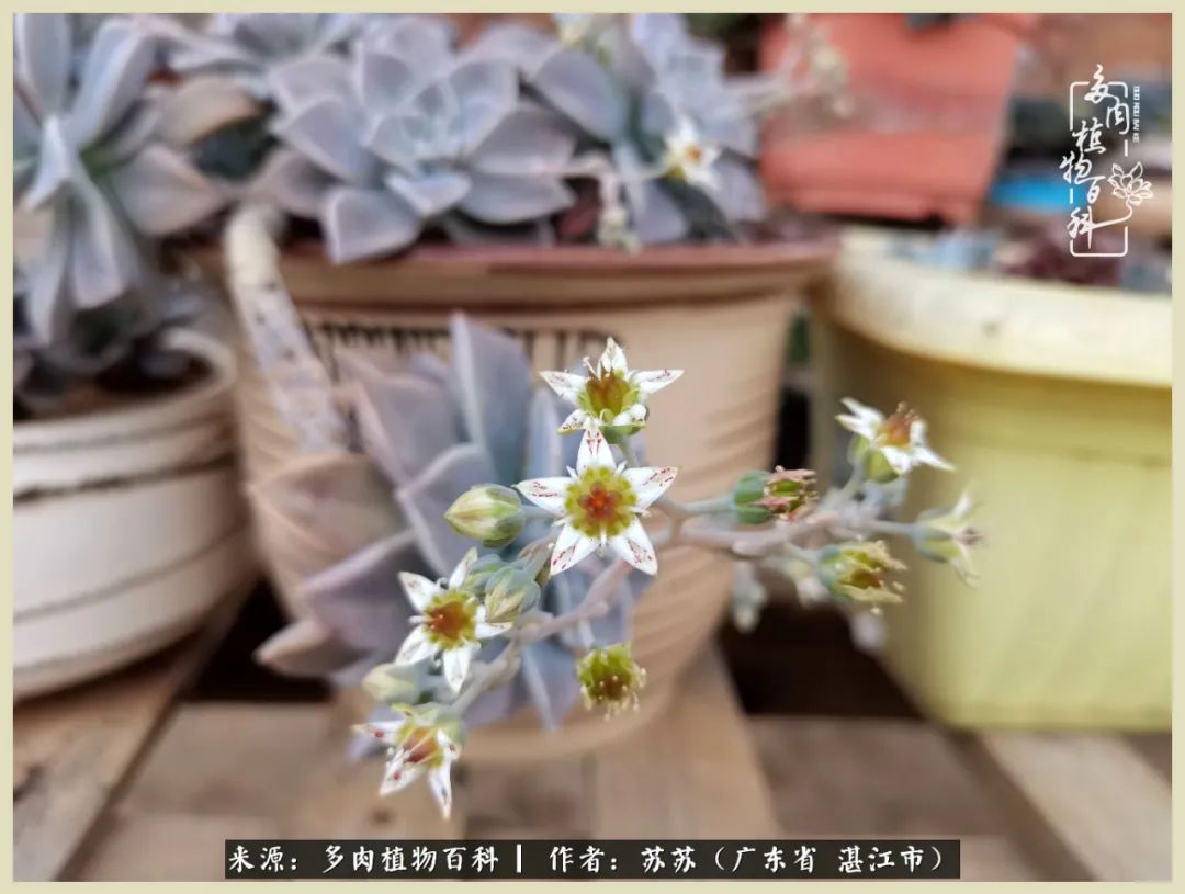 不要辜负与多肉的美好时光,多肉可以给人岁月静好的感觉