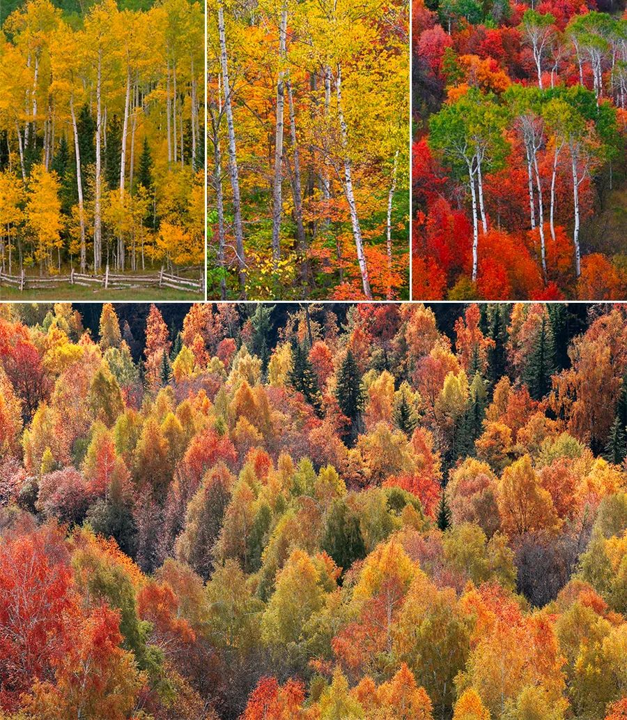 树林画法儿童画,树林的画法儿童画