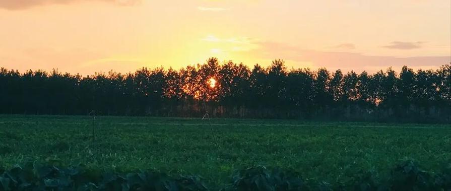 荐读许三观卖血记,许三观卖血记文摘