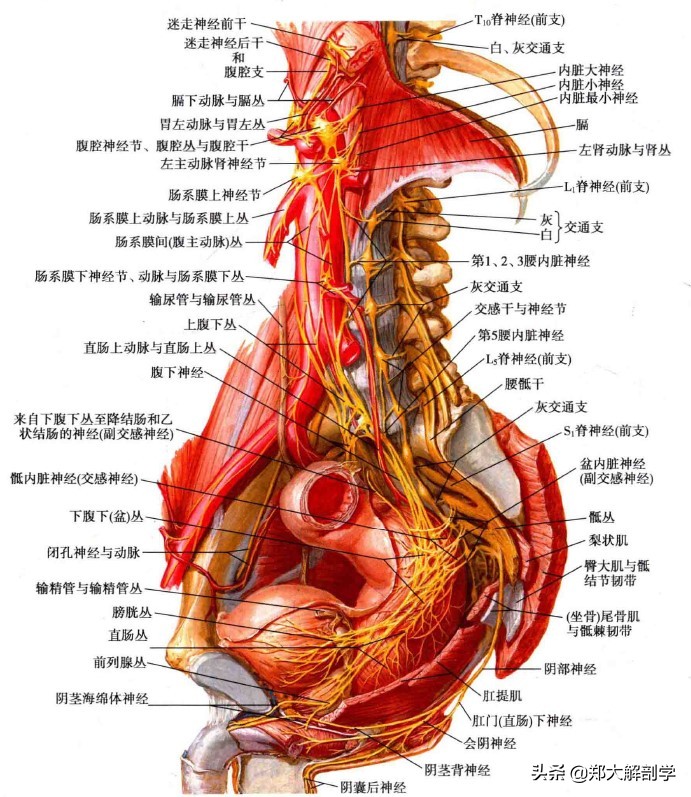 自主神经系统交感神经,自主神经淤堵