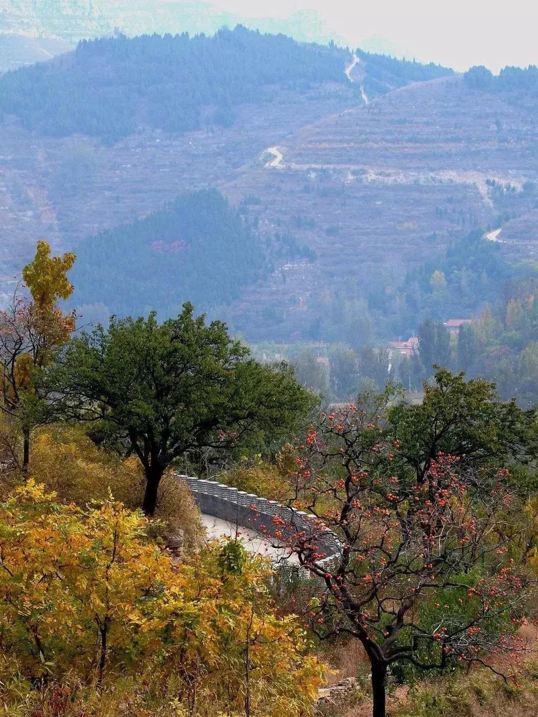 山东7月份有哪些水果可以采摘,山东10月份有什么水果可以采摘