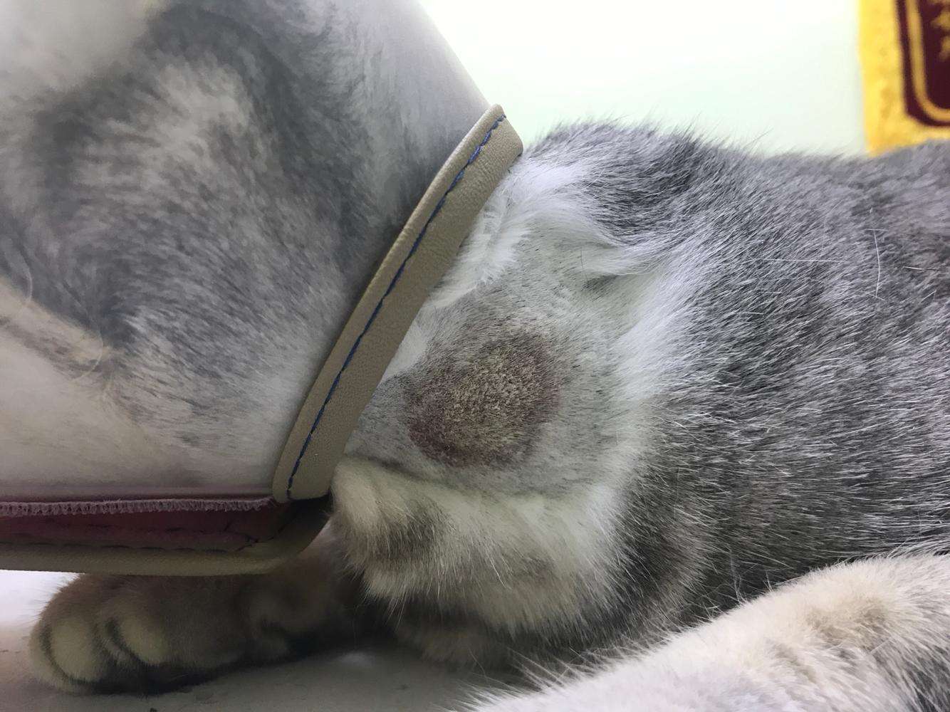 猫生化检查共几项,新猫进家注意事项