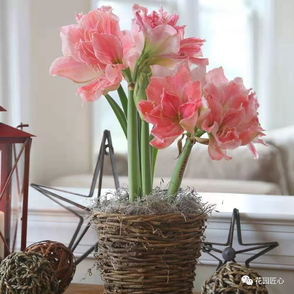 朱顶红为什么老是烂球,怎么才能让朱顶红不生小球